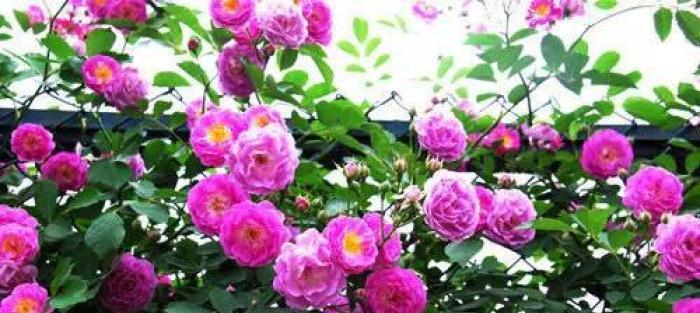 安庆市花是月季吗？月季的寓意象征是什么？