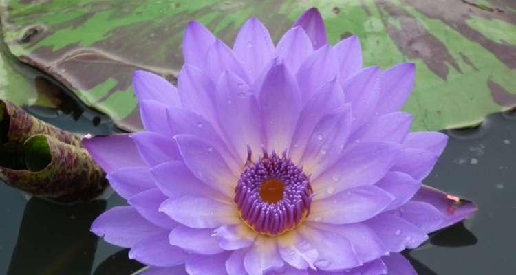 澳门市花为何是莲花？莲花在澳门文化中象征着什么？