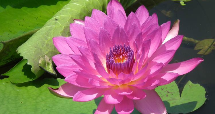 澳门市花为何是莲花？莲花在澳门文化中象征着什么？