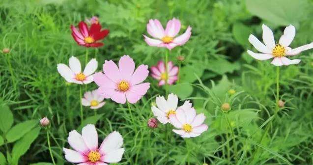 八瓣花代表什么？八瓣花的象征意义有哪些？