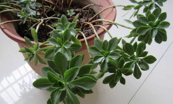 八宝景天的风水寓意是什么？如何正确摆放以增强风水效果？