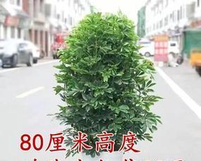 八方来财树开花代表什么含义？预示着好运吗？