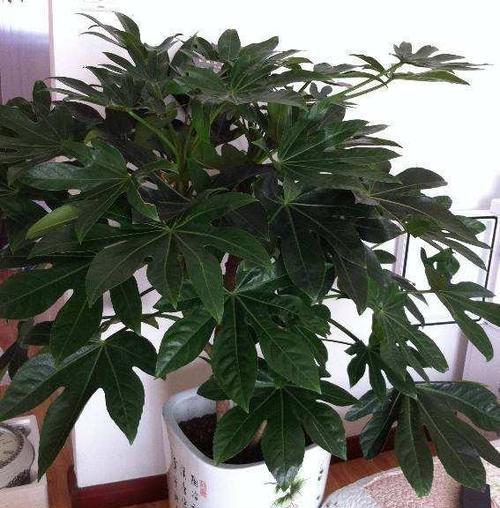 八方来财树开花代表什么含义？预示着好运吗？