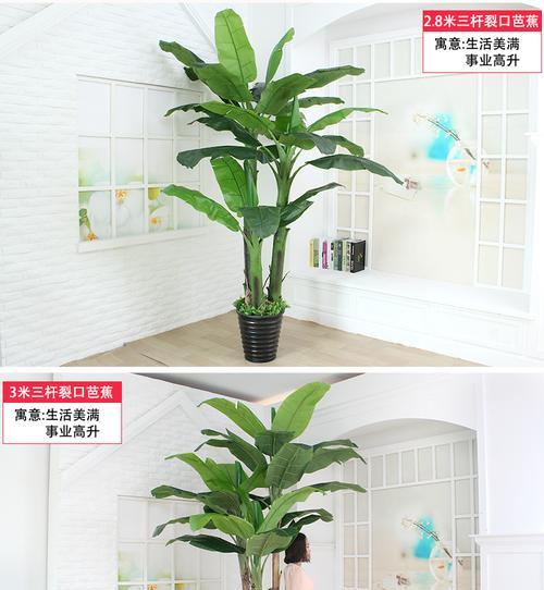 芭蕉在风水中代表什么？如何正确摆放以招财纳福？