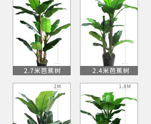 芭蕉树在风水中扮演什么角色？它的寓意有哪些？