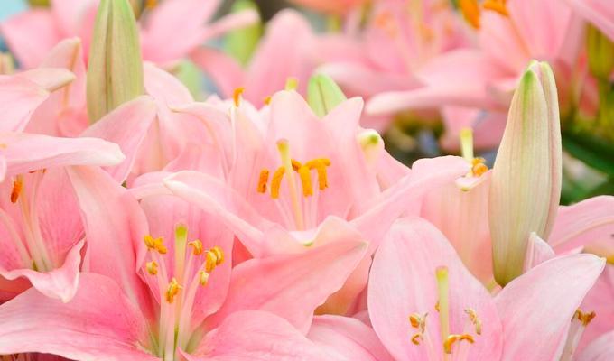 白百合花代表什么意思？花语背后的文化含义是什么？