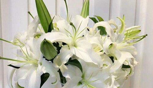白百合花代表什么意思？花语背后的文化含义是什么？