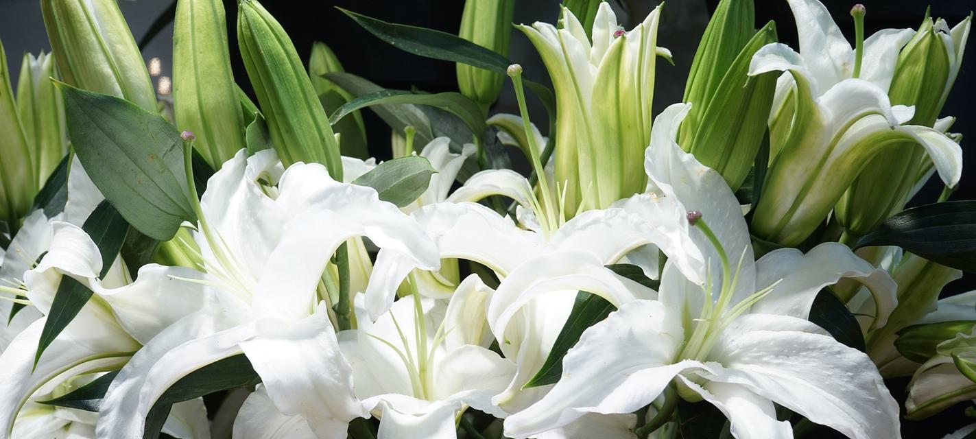 白百合花的花语是什么?白百合寓意有哪些常见问题解答?