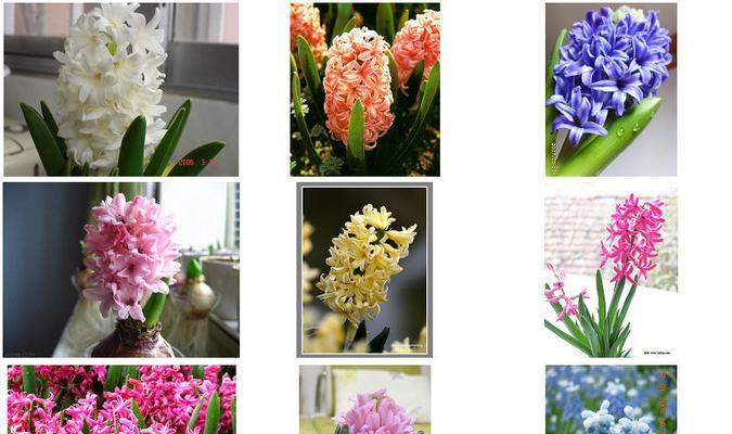 白风信子花语是什么意思？它代表了哪些意义？