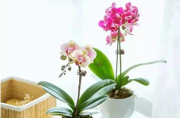 白蝴蝶兰代表什么？花语和寓意有哪些常见问题解答？