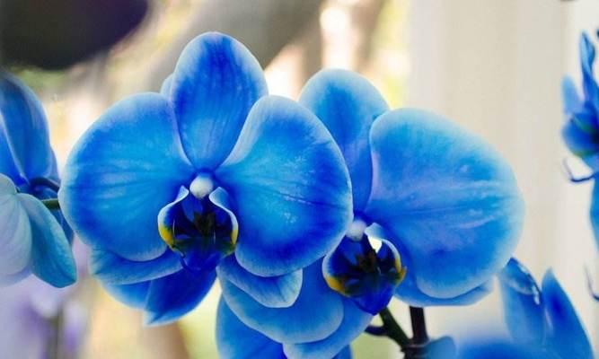 白蝴蝶兰代表什么？花语和寓意有哪些常见问题解答？