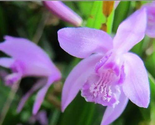 白芨开花时间是什么时候？花语和寓意有哪些？