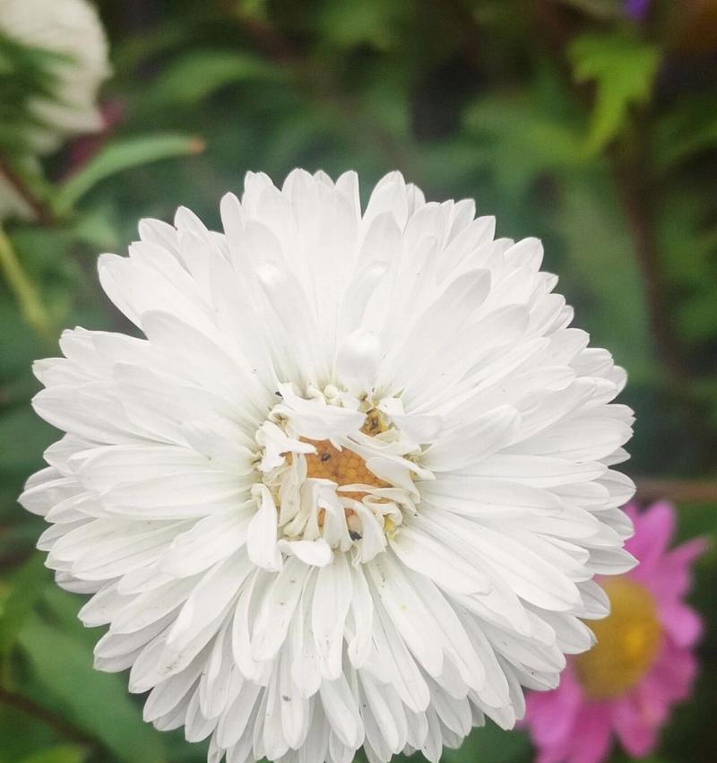 白菊花象征意义是什么？你知道白菊花代表的含义吗？