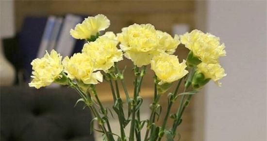 白康乃馨花语代表什么祝福？如何用白康乃馨表达心意？