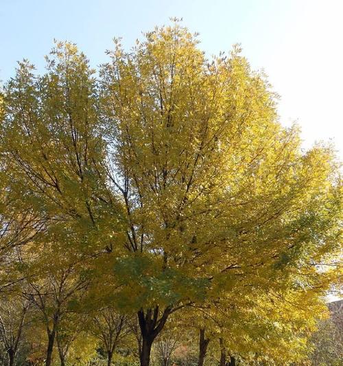 白蜡树的风水寓意是什么？最佳摆放位置在哪里？