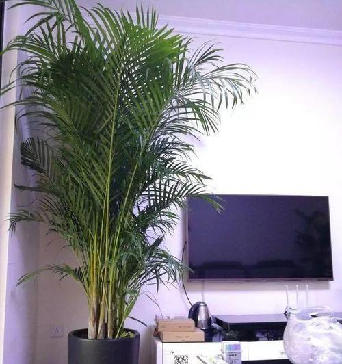 白蜡树的风水寓意是什么？最佳摆放位置在哪里？