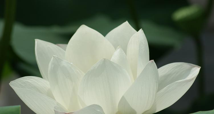 白莲花象征意义是什么？白莲花在文化中代表了什么？