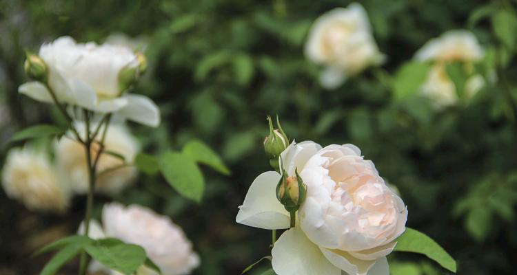 白玫瑰花代表什么意思？白玫瑰花语有哪些含义？