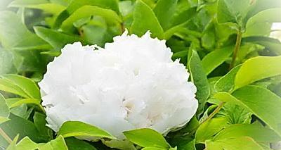 白牡丹花象征什么?它的寓意有哪些?