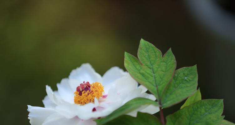 白牡丹花象征什么？它的寓意有哪些？
