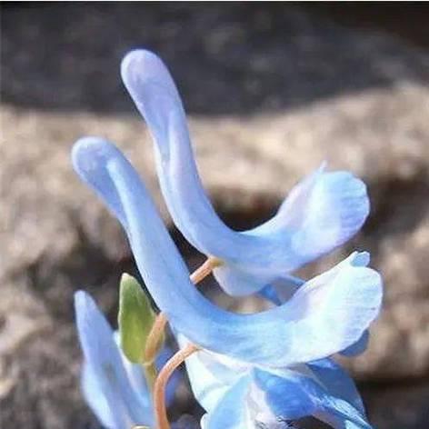 白鸟开花的外观特征是什么？其寓意和花语有何深意？