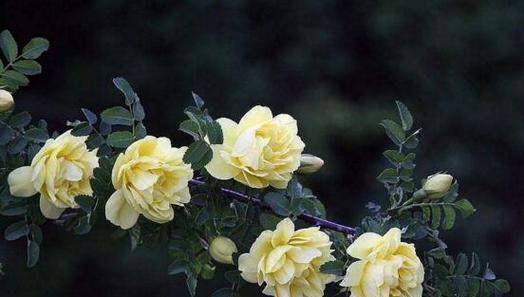 白蔷薇花语是什么意思？白蔷薇代表什么意义？
