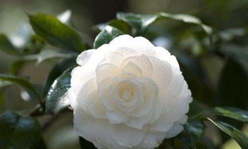 白色山茶花的花语含义是什么？