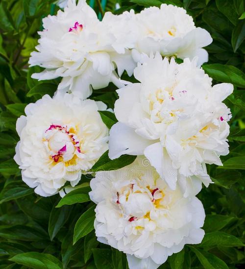 白色山茶花代表什么？花语有哪些含义？