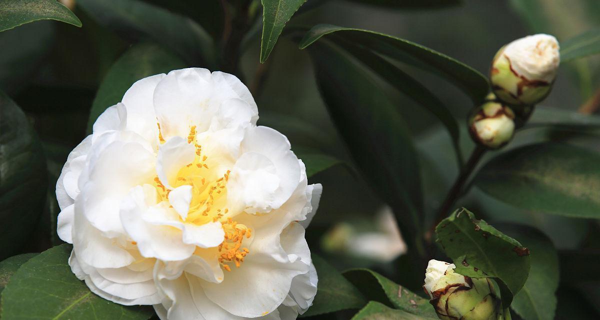 白色山茶花代表什么？花语有哪些含义？