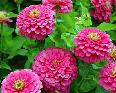 百日草花代表什么意思？百日草花语有哪些含义？