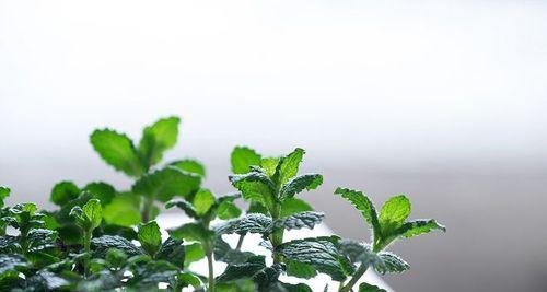 薄荷的花语是什么？薄荷代表的意义有哪些？