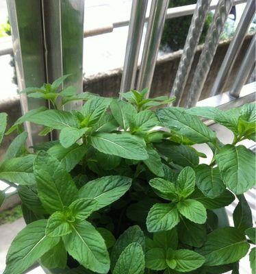 薄荷开花的寓意是什么？薄荷开花意味着什么？