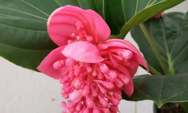 宝莲灯花的风水寓意是什么？如何正确摆放宝莲灯花？