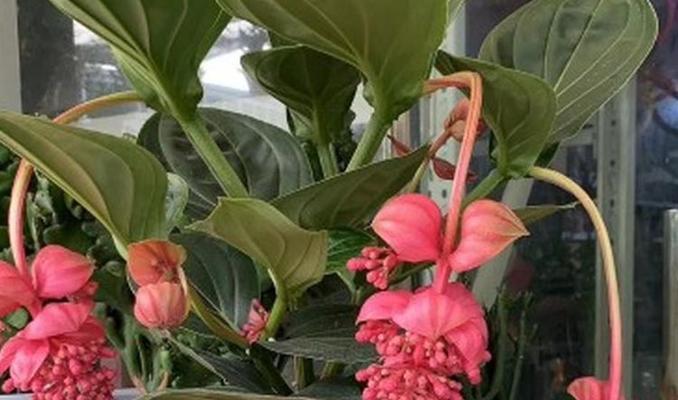 宝莲灯花的风水寓意是什么？如何正确摆放宝莲灯花？
