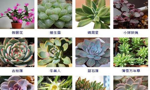 宝相花的寓意和象征是什么？如何正确理解宝相花的象征意义？