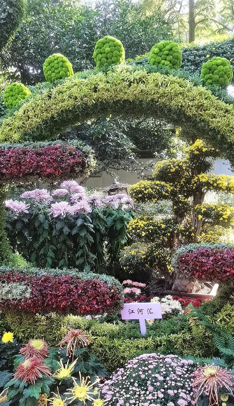 杭州菊花展都有哪些菊花品种