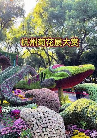 杭州菊花展都有哪些菊花品种