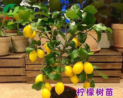 室内盆栽柠檬树的养殖方法和技术视频简单