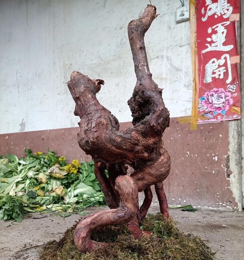 茶花和月季嫁接