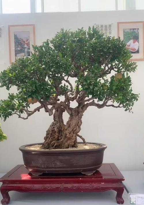 盆栽的甜石榴几年结果子