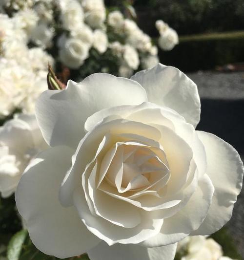 玫瑰花什么样是张开了