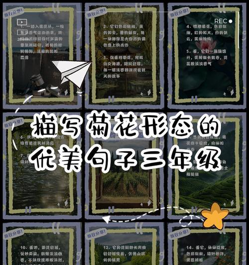 菊花优美片段300字说明文