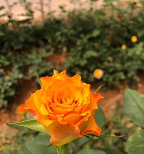 265朵玫瑰花代表什么？图片展示的含义是什么？
