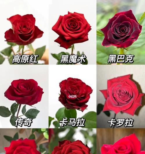 26朵红玫瑰花的含义是什么？英语中如何表达？