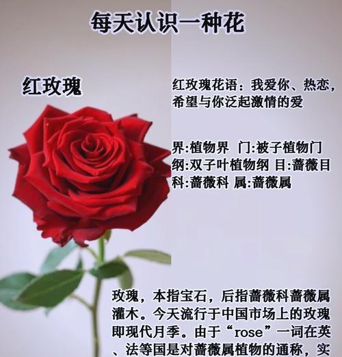 46朵玫瑰花代表什么含义？如何正确表达爱意？