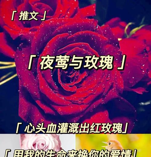 玫瑰花的英语表达是什么？玫瑰花的英文单词怎么读？