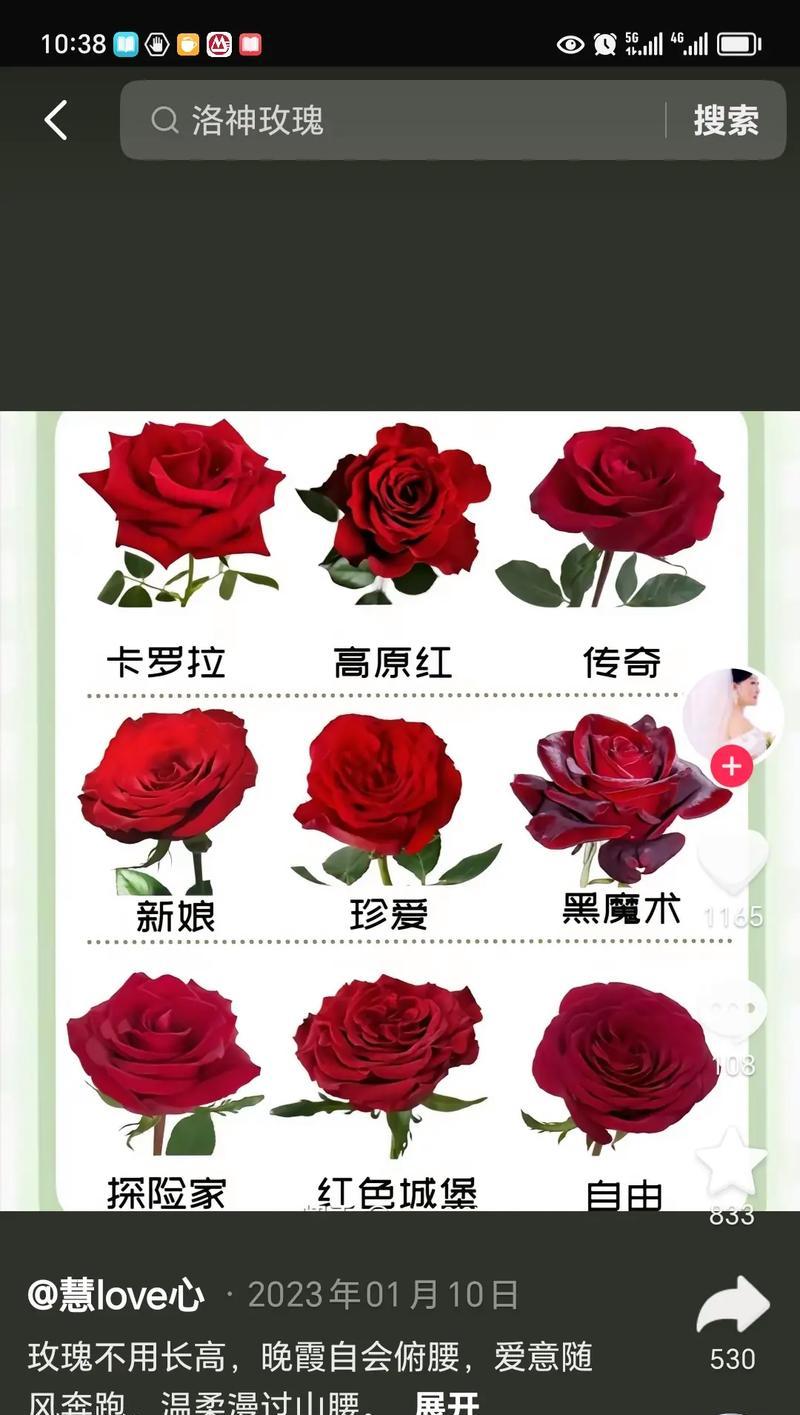 168朵玫瑰花在网络用语中的含义是什么？如何表达？