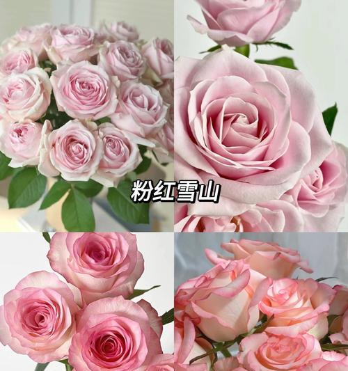 浅粉色玫瑰7支代表什么？送7支浅粉色玫瑰的含义是什么？