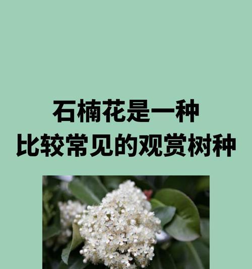 什么是木本植物？它们的生长习性有哪些？