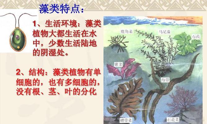 植物的共同特点是什么？它们对环境有何影响？